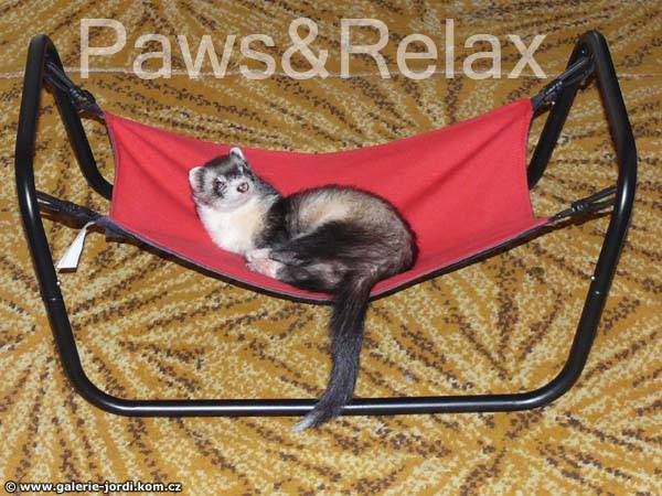 Elfinora-na-hamace-paws-relax-001.jpg